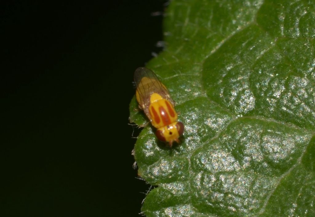 Chloropidae ? Si, Thaumatomyia sp.